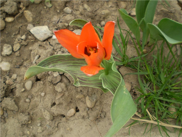 tulipan